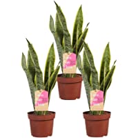 Plantas de interior – 3 × Lengua de tigre – Altura: 40 cm